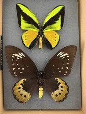 Ornithoptera Goliath Samson