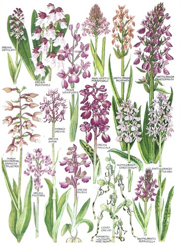 Vintage british flora floral - vintage,