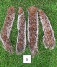 4 x Genuine Grey Squirrel