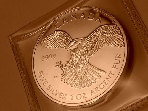 2014 canada peregrine falcon - peregrine,