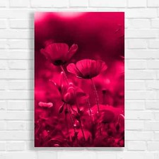 Vibrant Red Poppy Field Pink