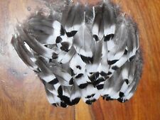 100 MALLARD DUCK SMALL WING