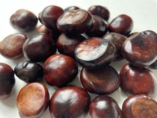 50 X Conkers (medium) Horse Chestnut Spider Repellent (2025 crop) AVAILABLE NOW