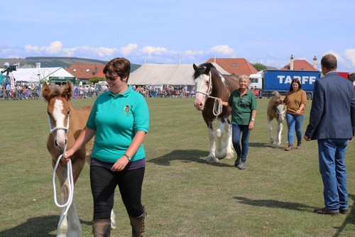 Photo 6x4 horse parade - 6x4,