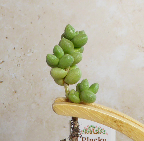 Crassula elegans rooted - rooted, mini