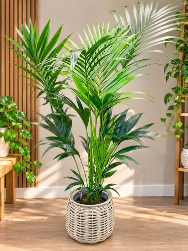 Kentia palm 180cm tall - kentia, |