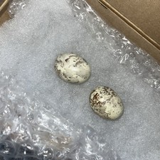 2X REPLICA NIGHTJAR EGGS