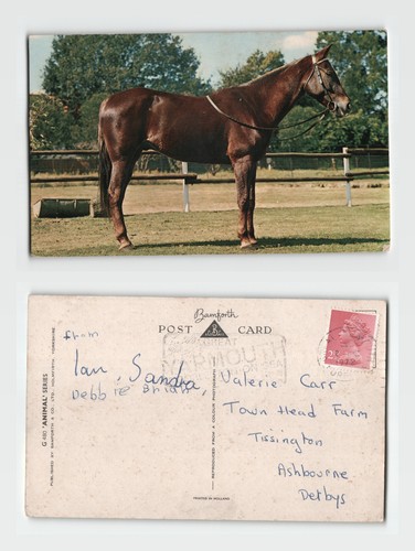 Postcard bamforth animal - postcard,