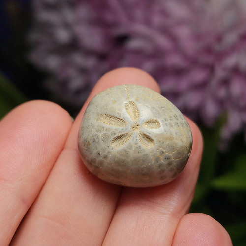 Sand dollar fossil - dollar,