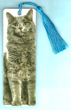 Siberian Norwegian Forest Cat