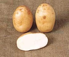 Maris Bard Seed Potatoes -