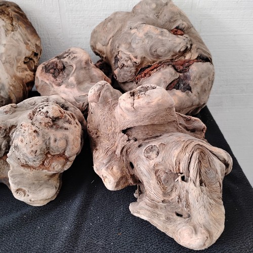 Lot driftwood chunks - lot, (12