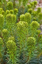 Euphorbia Black Pearl 20 Seeds