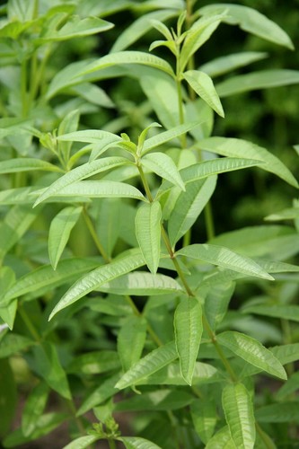 Lemon verbena plug - lemon, plants