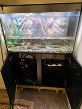 Fish tank - fish,