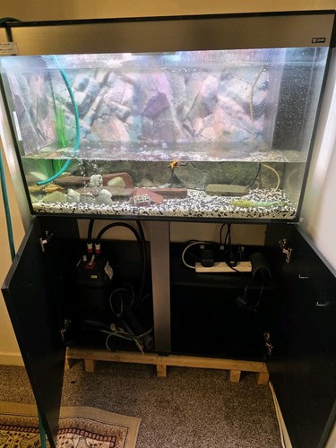 Fish tank - fish,