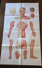 Rare Vintage Large Anatomical Chart Chinese Medicine No. 7 Muscles Acupuncture