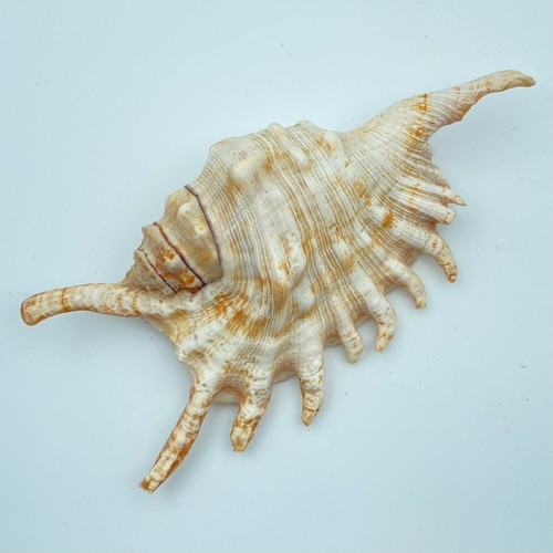 Conch shell - (lambris,