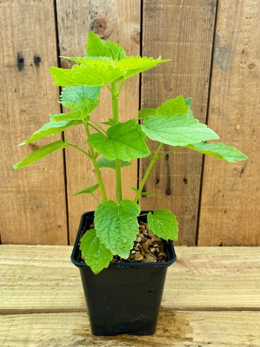 Licorice mint plant - 🌿,
