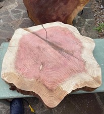 Huge Redwood Sequoia Live Edge Cookie Slab Tree Slice Semi Seasoned Ref:S6