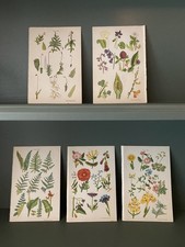 Original Antique botanical / floral chromolithograph bookplates  1900, 5x prints