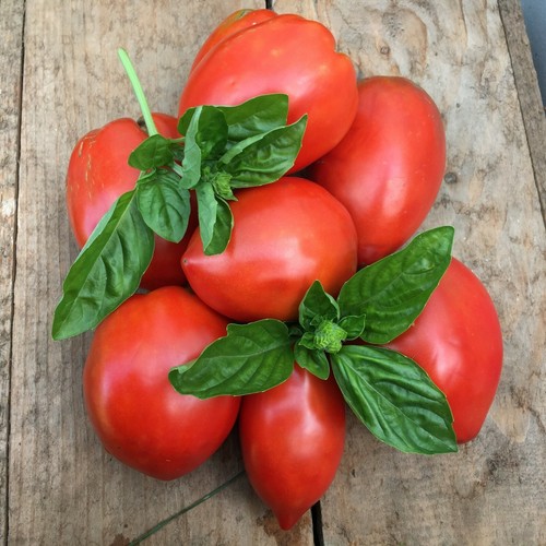 Amish paste tomato seeds - 15,