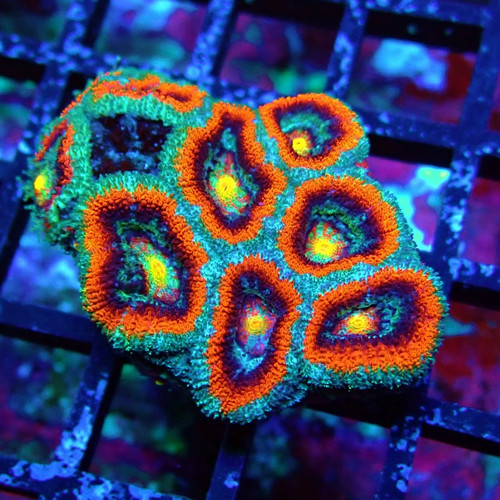 Wysiwyg acan lord - coral, frag