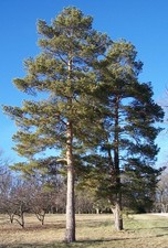 FIR TREES GROW YOUR OWN FROM
