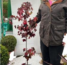 Sweet gum tree - , (liquidambar