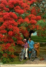 John Hinde Postcard Poinciana