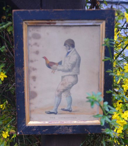 The cocksetter rare - "the, cocksetter"