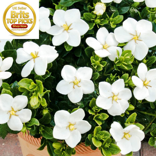 Hardy gardenia kleims white - gardenia,