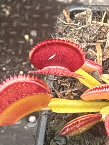 Venus fly trap - trap, vitiligo