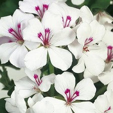 Ivy Leaf Geranium Trailing