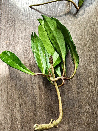 Hoya pubicalix plant cutting - hoya,