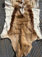 Springbok  Taxidermy Skin Hide