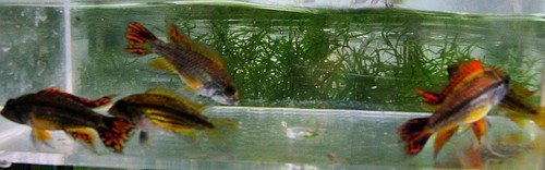 Young pair apistogramma - young,