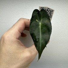 Alocasia Venom - Very rare