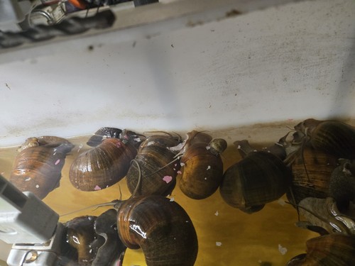 Large apple snail - large,