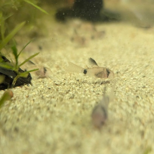 Panda corydoras long - 1x,