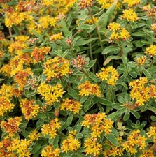 T&M Sedum Kamtschaticum
