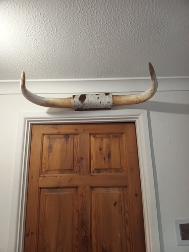 Longhorn mounted taxidermy - longhorn,