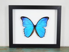 Blue Morpho Butterfly in a Frame