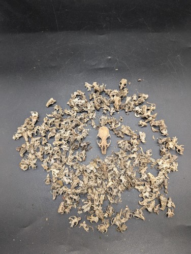 Bulk british wild mouse - bulk, and