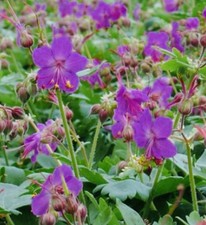 Geranium macrorrhizum 15+Rooted Cuttings. Hardy Perennial. Bee Friendly!