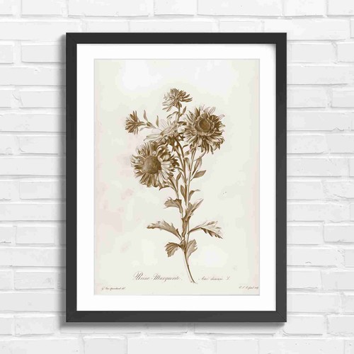 Classic botanical aster flower - classic,