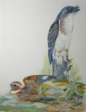 AUSTRALIAN WATERCOLOUR OF