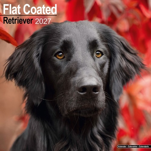 Flatcoated retriever - flatcoated,