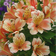 Alstroemeria Inca 'Husky' 2