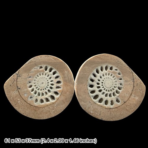 Cut and polished ammonite pair - cut,